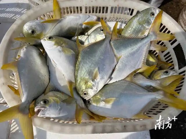 金鯧魚肉質(zhì)厚實鮮美,含有豐富的蛋白質(zhì)、碳水化合物等多種營養(yǎng)成分。 受訪者供圖 圖片