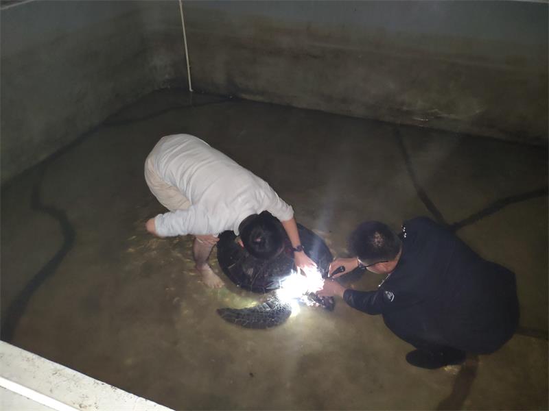 救護人員連夜救護綠小烏龜.jpg