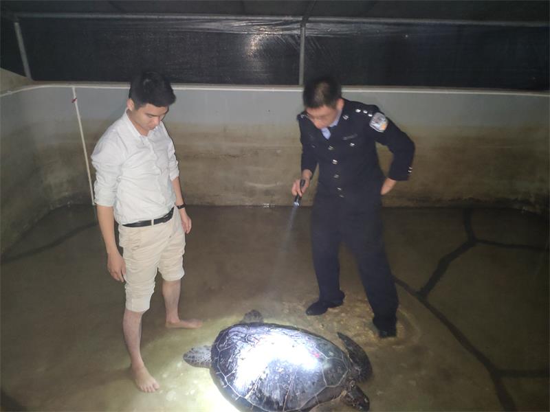 連夜救護綠海龜.jpg